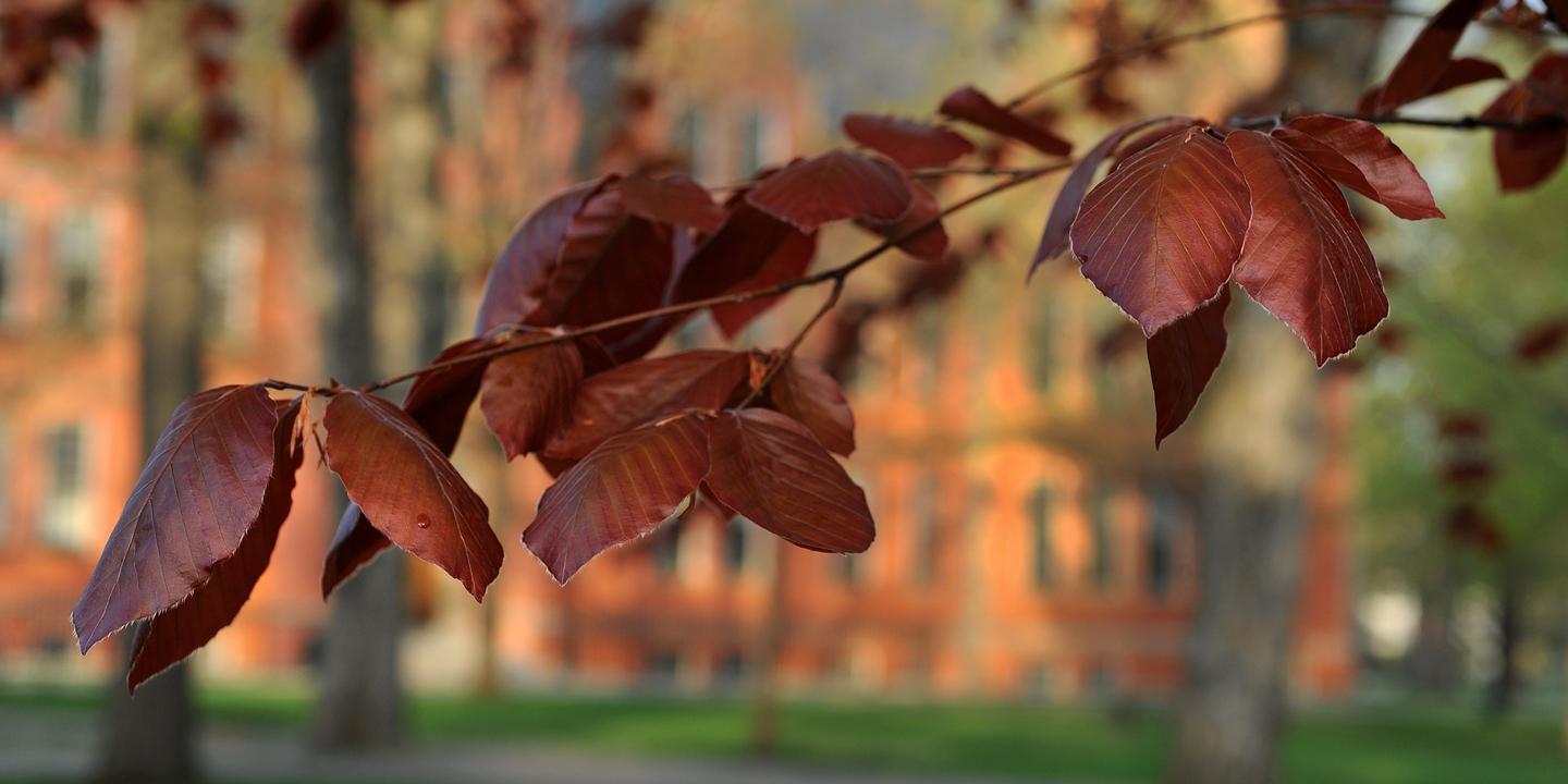 photo of leaves on a tree